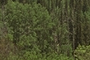 Original crop of the first image